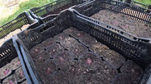 ГИАЦИНТЫ. Выращиваем в подвале к 8 марта. Посадка, уход, выгонка