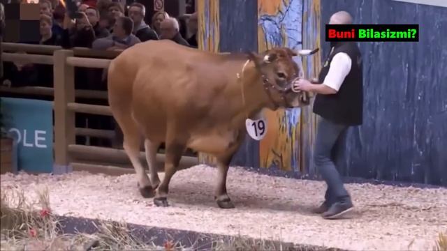 DUNYONİ HAYRATGA SOLGAN DUNYODAGİ ENG KATTA BUQALAR / ДУНЁДАГИ ЭНГ КАТТА БУКАЛАР / Buni Bilasizmi?