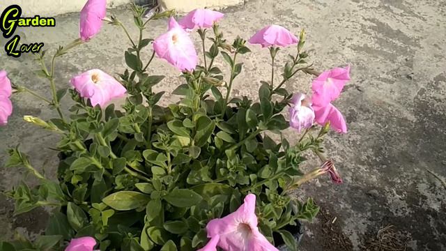 Petunia flowers care in hindi||how to grow petunia ||by gardenlover смотреть онлайн