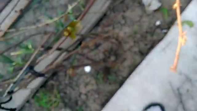 Винный сорт винограда 18 мая. смотреть онлайн