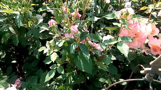 Полюбуемся японскими розами в саду. смотреть онлайн