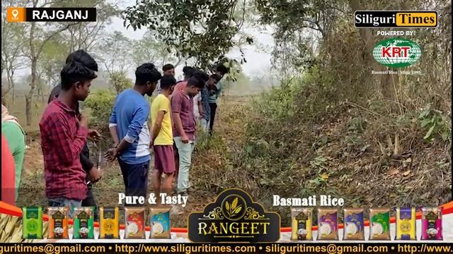 11 feet long python rescued from Rajganj's tea garden (Bangla) смотреть онлайн