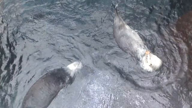Каланы (морские бобры, морские выдры) в зоопарке Мадрида / Sea Otters (Enhydra Lutris) In Madrid Zo
