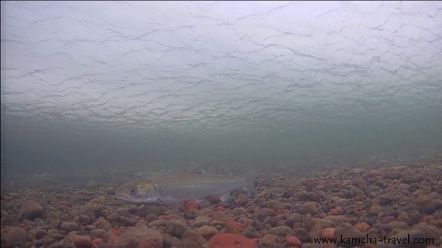 Зимняя рыбалка на Камчатке 2023. Уникальные подводные видео и активатор клева. смотреть онлайн