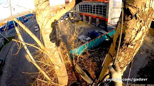 Ток воды в древесине дерева смотреть онлайн