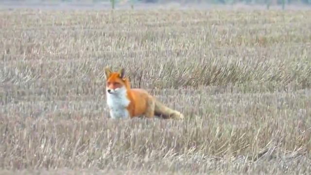 охота на лису с манком смотреть онлайн