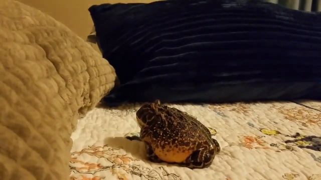 Pacman Frog Jump Fail смотреть онлайн