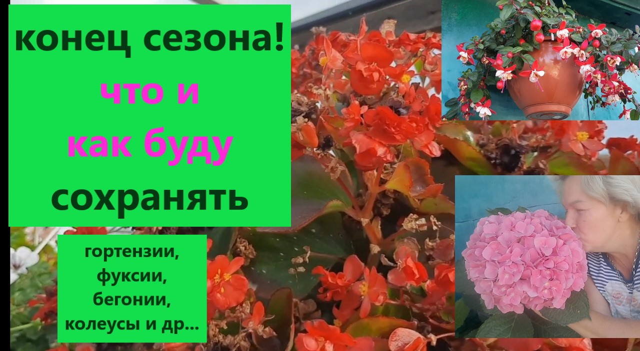 Конец сезона. Как сохранить красоту? Где передерживаю растения. Готовлюсь к сезону 2024. смотреть онлайн