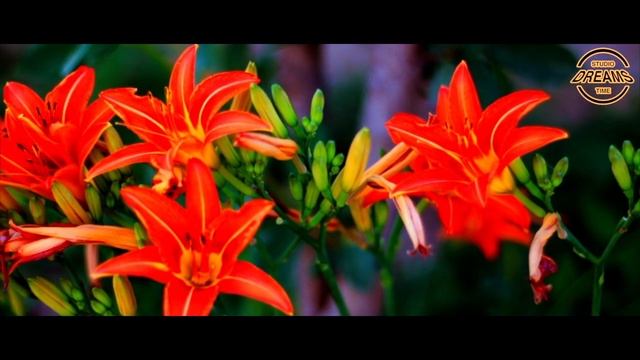 BMPCC 4K HD 720p смотреть онлайн