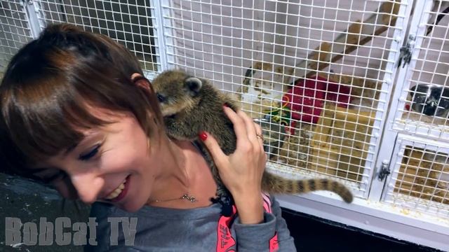 Носуха!!! Видели носух!? Это же нечто )) смотреть онлайн