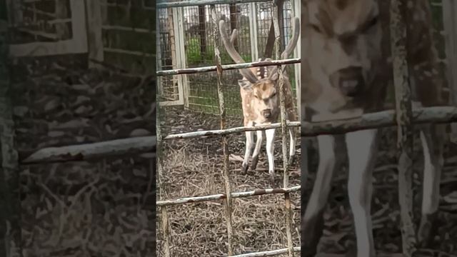 respect ?dappled deer #batumicity #shorts смотреть онлайн