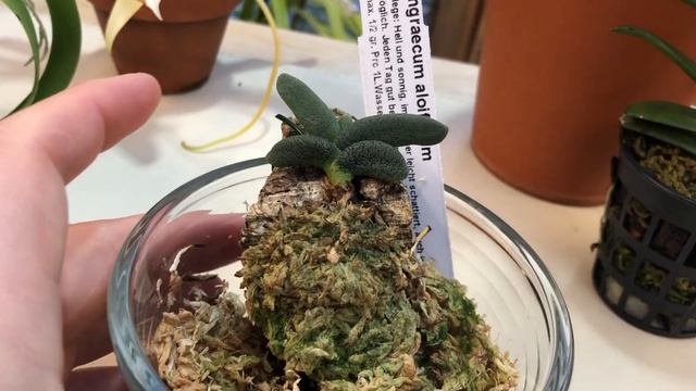 Angraecum Elephantinum и другие мои ангрекумы.