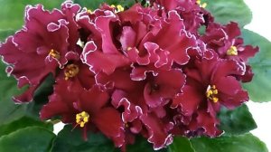 Фиалка АВ-Сердце Матери. Фиалки в Санкт-Петербурге.