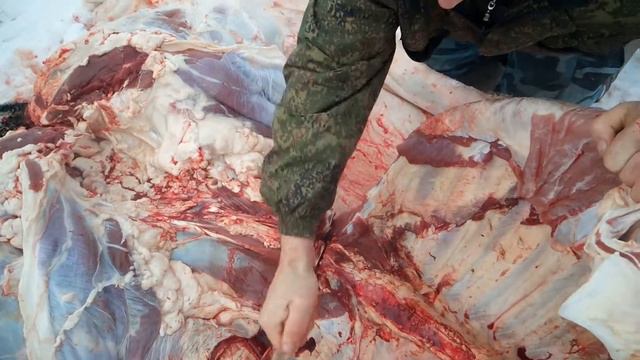 Тест ножа Якутского Х12МФ - рубка позвоночника быка смотреть онлайн