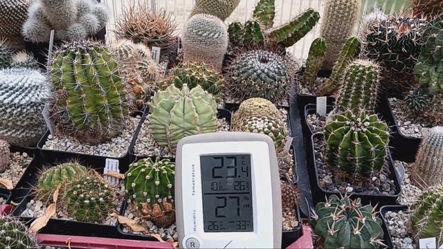 Уход за кактусами.Ответы на комментарии. смотреть онлайн