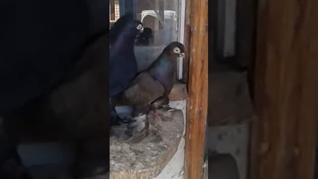 Казахстанские короткоклювые смотреть онлайн