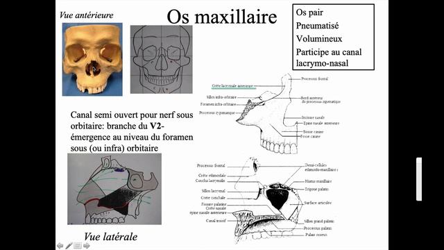 Os maxillaire смотреть онлайн