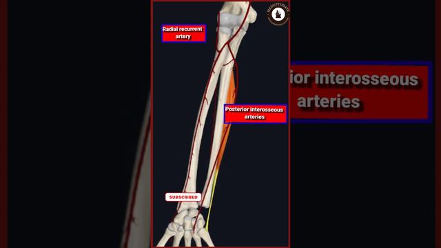 Extersor Carpi Ulnaris muscle|Origin,Insertion,Actions,Blood & Nerve supply,Anat.relations#extensor смотреть онлайн