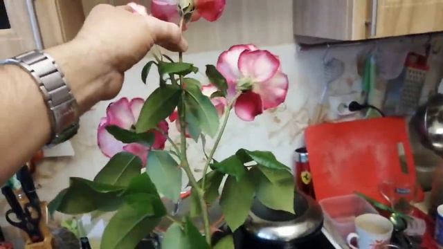 5 роз на одном стебле смотреть онлайн