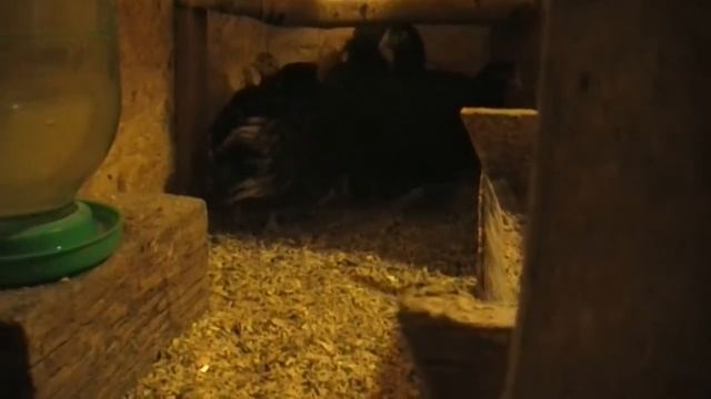 Орпингтон мраморный.Разводить или нет? смотреть онлайн