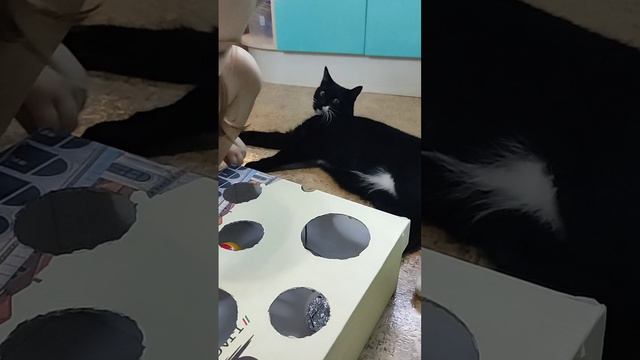 игрушка для кота