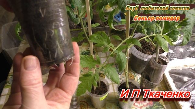 Проверю грунты двух хороших производителей и грунт И П Ткаченко мне не знакомого смотреть онлайн