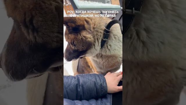 Как щенок Акита помог нам ОТЖАТЬ МАШИНУ?! смотреть онлайн