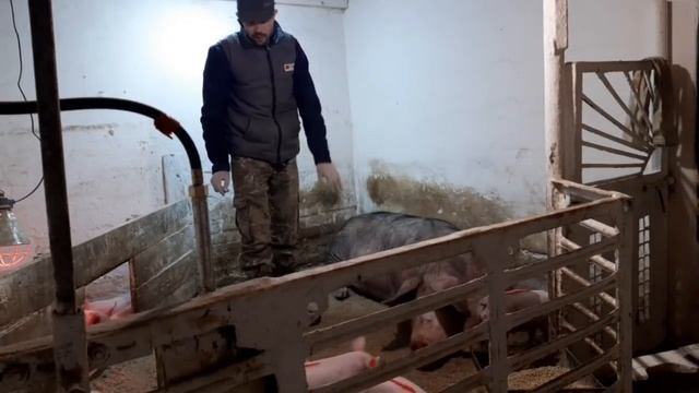//Поросята отъёчная болезнь -Вакцинация,Витаминизация//Ставим железо Машкиным и Дашкиным поросятам/ смотреть онлайн