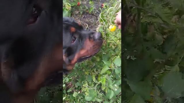 Сезон по сбору томатов закрыт благополучно! Томат "Медовая капля" ? смотреть онлайн