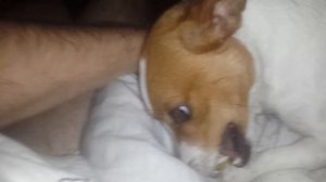 Ржака!!!! ЗЛАЯ СОБАКА)))   ДЖЕК РАССЕЛ ТЕРЬЕР