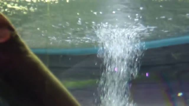 электрический угорь