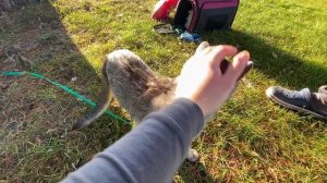 влог: Последний ДЕНЬ КОТОВ на пляже и на даче! Сладун смешно пьёт