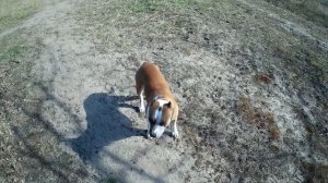 ПОЧЕМУ БОЛЬШОЙ АМСТАФФ НИ ЕСТЬ ХОРОШО?