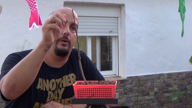 Bonsai Zero Roble - Quercus Robur смотреть онлайн