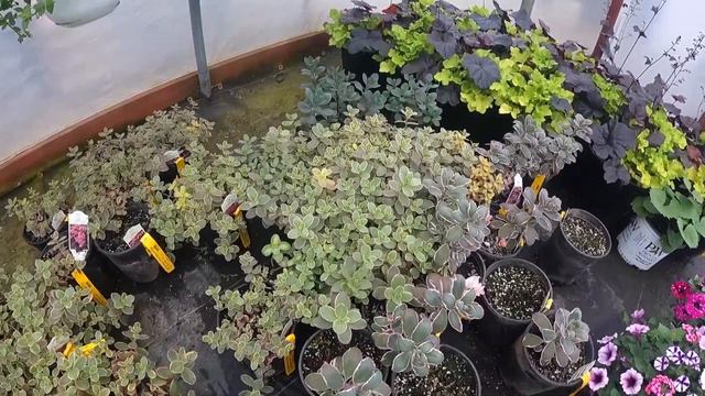 Shopping Haul At My Local Garden Center, Red's! MAJOR Heuchera Finds & Sensational Peony Score! смотреть онлайн