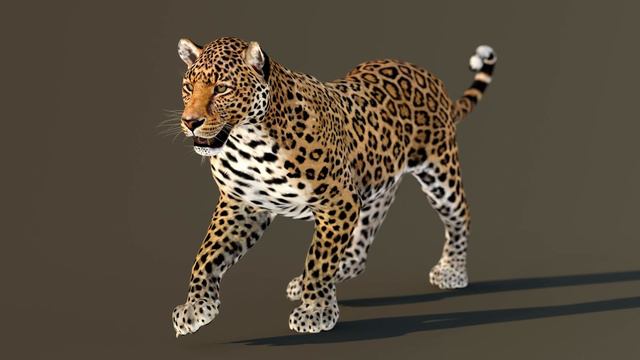 Animated Leopard 3d Model: Download - 3Ds Max смотреть онлайн