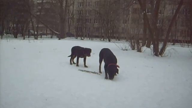 прогулка март 2009 смотреть онлайн
