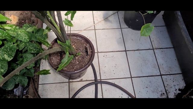 569#. Alokazje 19.05.22 смотреть онлайн