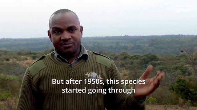 How can this ‘bongo park’ save a species from extinction? смотреть онлайн