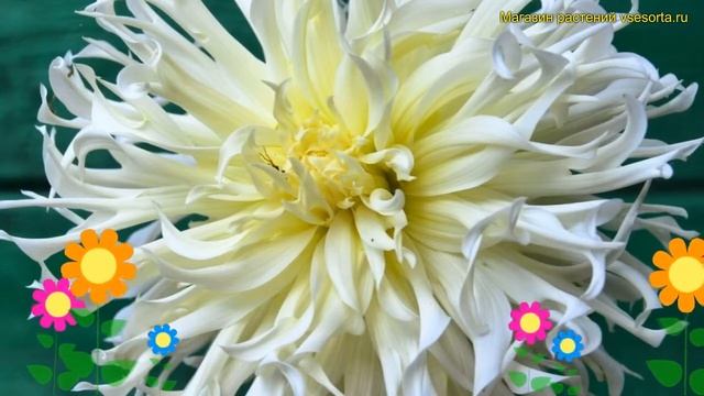 Георгина махровая Тсуки Йор но Шиша. Краткий обзор, описание dáhlia variabilis Tsuki Yori No Shisha смотреть онлайн