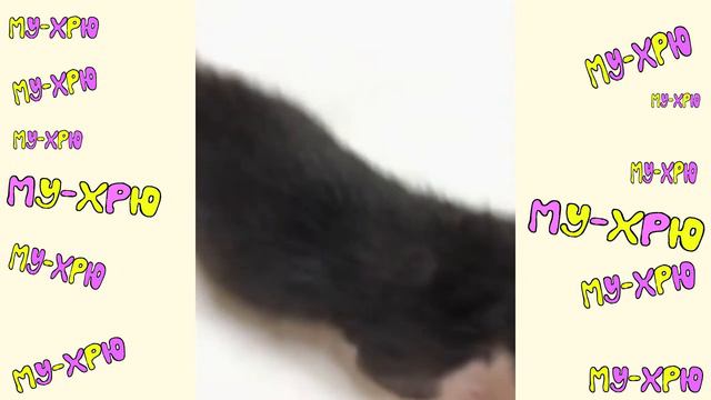 Cute Baby Animals Dogs And Cats | СМЕШНЫЕ ЖИВОТНЫЕ 2020 | Baby Animals | Веселые котята #19 смотреть онлайн
