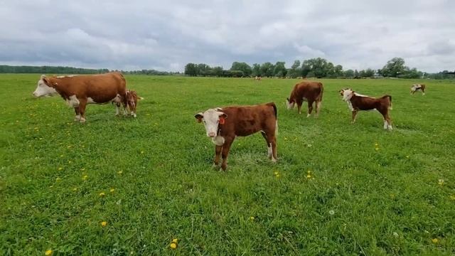 ТЕЛОК НА ОСЕМЕНЕНИЕ отбираем, вторую партию наших девочек отправляем к бычкам... смотреть онлайн