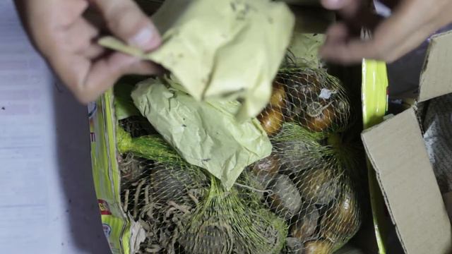 Paperwhite Ranunculus Iris Winter Flower Bulbs From Hobbyist Ghulam Nabi Malik Chaklala Rawalpindi