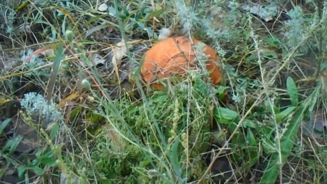 Подосиновики (красноголовики) в сосновом бору нашли место где осины растут и вот!!! смотреть онлайн