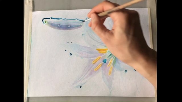 Drawing a lily with dew drops in watercolor. смотреть онлайн