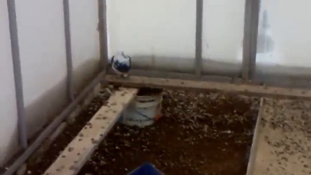 Чебаркульские голуби за обедом. Мои новобранцы. смотреть онлайн