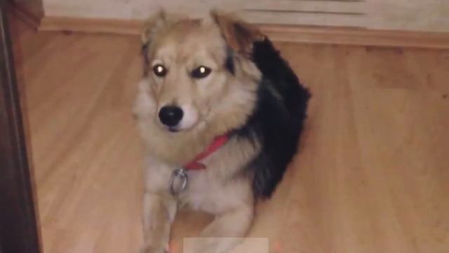 Dog Came to Owner's Funeral, Then Look What He Did смотреть онлайн