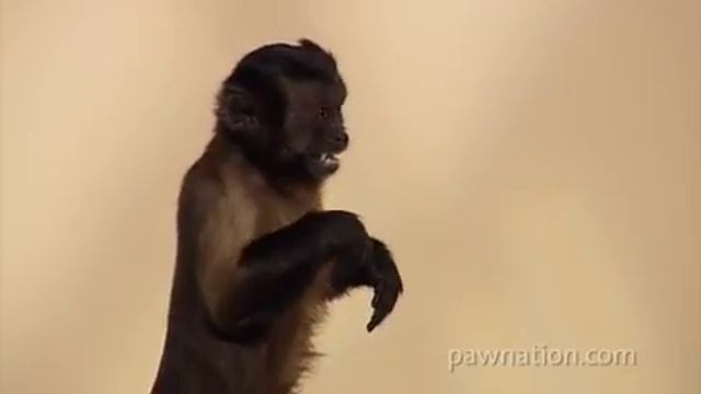 Crystal the Monkey from The Hangover 2, Night at the Museum & Animal Practice смотреть онлайн