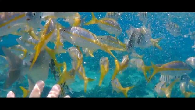 Snorkeling at Playa Pilar Coral Reef Cuba смотреть онлайн