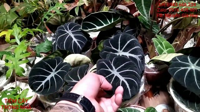 alocasia ninja nhở 80k, lớn 120k. zalo: 0976438481 смотреть онлайн